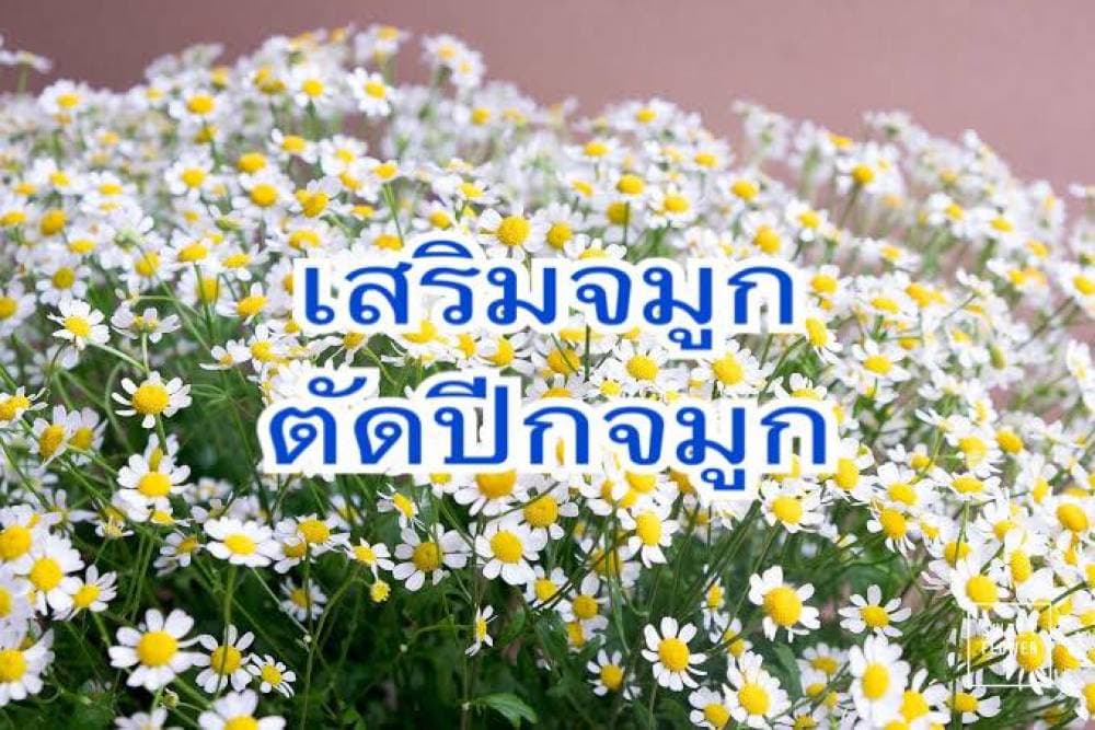 คลินิกหมอพงษ์สิทธิ์ - เลย | clinic